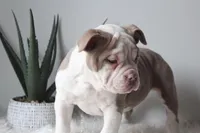 TONYA, a female Olde English Bulldogge for sale in Apple Creek, OH – Photo 2 of 9