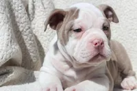 TONYA, a female Olde English Bulldogge for sale in Apple Creek, OH – Photo 5 of 9