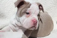 TONYA, a female Olde English Bulldogge for sale in Apple Creek, OH – Photo 7 of 9