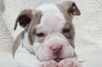 TONYA, a female Olde English Bulldogge for sale in Apple Creek, OH – Photo 6 of 9