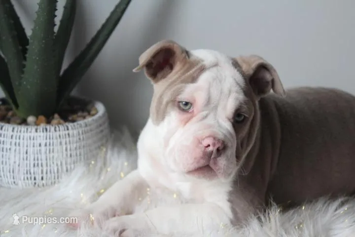 TONYA, a female Olde English Bulldogge for sale in Apple Creek, OH – Photo 1 of 9