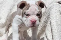 TONYA, a female Olde English Bulldogge for sale in Apple Creek, OH – Photo 4 of 9