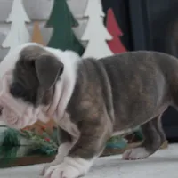 Zoe, a female Olde English Bulldogge for sale in Apple Creek, OH – Photo 4 of 7