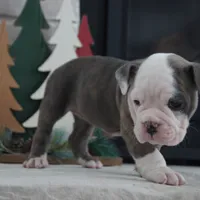 Zoe, a female Olde English Bulldogge for sale in Apple Creek, OH – Photo 5 of 7
