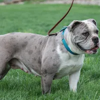 Zoe, a female Olde English Bulldogge for sale in Apple Creek, OH – Photo 6 of 7
