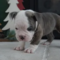 Zoe, a female Olde English Bulldogge for sale in Apple Creek, OH – Photo 3 of 7