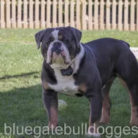 Zoe, a female Olde English Bulldogge for sale in Apple Creek, OH – Photo 7 of 7