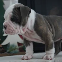 Zoe, a female Olde English Bulldogge for sale in Apple Creek, OH – Photo 1 of 7