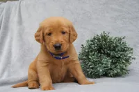 Princess, a female Golden Retriever for sale in Apple Creek, OH – 2 of 8