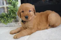 Zoe, a female Golden Retriever for sale in Apple Creek, OH – 2 of 7