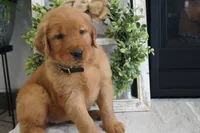Zoe, a female Golden Retriever for sale in Apple Creek, OH – 4 of 7