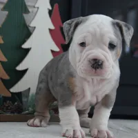 Jingle Bells, a female Olde English Bulldogge for sale in Apple Creek, OH – Photo 5 of 7