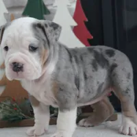 Jingle Bells, a female Olde English Bulldogge for sale in Apple Creek, OH – Photo 4 of 7