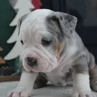 Jingle Bells, a female Olde English Bulldogge for sale in Apple Creek, OH – Photo 3 of 7
