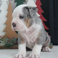 Jingle Bells, a female Olde English Bulldogge for sale in Apple Creek, OH – Photo 1 of 7