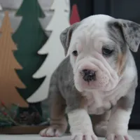 Jingle Bells, a female Olde English Bulldogge for sale in Apple Creek, OH – Photo 2 of 7