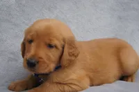 Princess, a female Golden Retriever for sale in Apple Creek, OH – 3 of 8