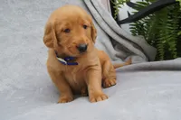 Princess, a female Golden Retriever for sale in Apple Creek, OH – 5 of 8