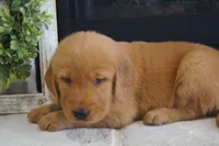 Daisy , a female Golden Retriever for sale in Apple Creek, OH – 2 of 7