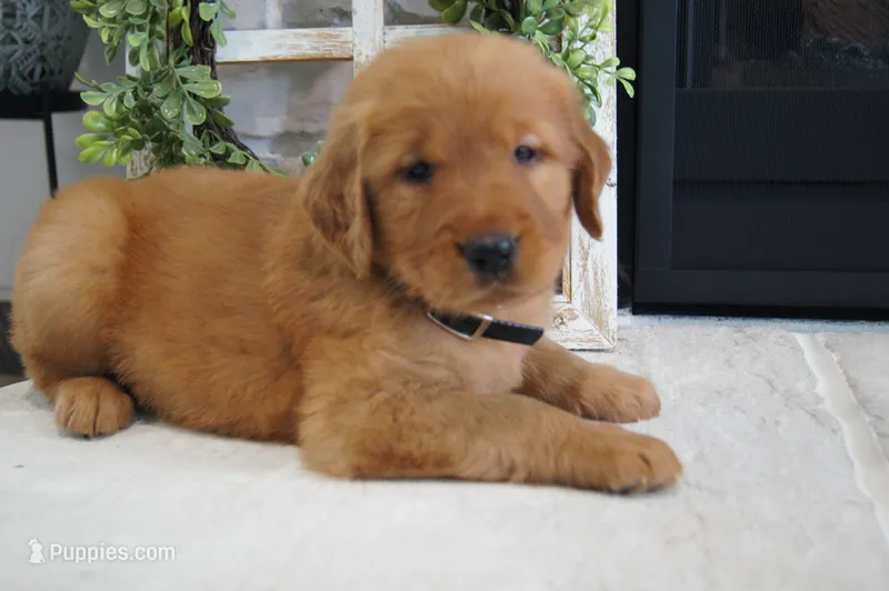 Zoe – Golden Retriever puppy for sale in Apple Creek, OH