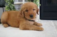 Zoe, a female Golden Retriever for sale in Apple Creek, OH – 1 of 7