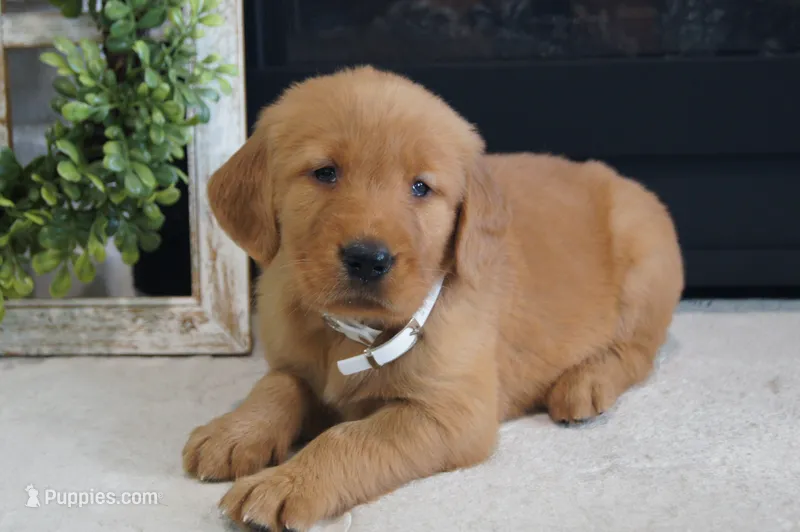 Daisy  – Golden Retriever puppy for sale in Apple Creek, OH