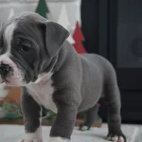 PEPSI, a male Olde English Bulldogge for sale in Apple Creek, OH – Photo 4 of 7