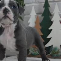 PEPSI, a male Olde English Bulldogge for sale in Apple Creek, OH – Photo 5 of 7