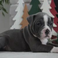 PEPSI, a male Olde English Bulldogge for sale in Apple Creek, OH – Photo 2 of 7