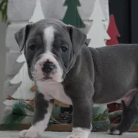 PEPSI, a male Olde English Bulldogge for sale in Apple Creek, OH – Photo 1 of 7