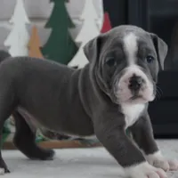 PEPSI, a male Olde English Bulldogge for sale in Apple Creek, OH – Photo 3 of 7
