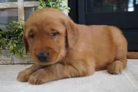 Max, a male Golden Retriever for sale in Apple Creek, OH – 3 of 7