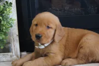 Daisy , a female Golden Retriever for sale in Apple Creek, OH – 3 of 7