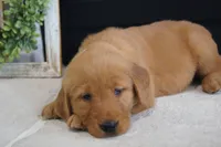Daisy , a female Golden Retriever for sale in Apple Creek, OH – 4 of 7