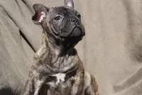 MAX, a male French Bulldog and Olde English Bulldogge for sale in Apple Creek, OH – Photo 5 of 9