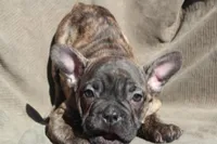 MAX, a male French Bulldog and Olde English Bulldogge for sale in Apple Creek, OH – Photo 4 of 9