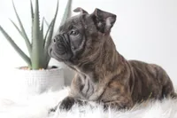 MAX, a male French Bulldog and Olde English Bulldogge for sale in Apple Creek, OH – Photo 3 of 9