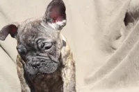 MAX, a male French Bulldog and Olde English Bulldogge for sale in Apple Creek, OH – Photo 9 of 9