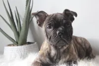 MAX, a male French Bulldog and Olde English Bulldogge for sale in Apple Creek, OH – Photo 1 of 9