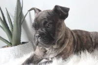 MAX, a male French Bulldog and Olde English Bulldogge for sale in Apple Creek, OH – Photo 2 of 9