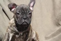 MAX, a male French Bulldog and Olde English Bulldogge for sale in Apple Creek, OH – Photo 6 of 9