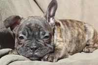 MAX, a male French Bulldog and Olde English Bulldogge for sale in Apple Creek, OH – Photo 7 of 9