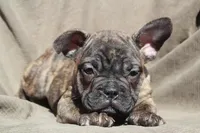 MAX, a male French Bulldog and Olde English Bulldogge for sale in Apple Creek, OH – Photo 8 of 9