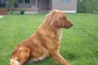 Princess, a female Golden Retriever for sale in Apple Creek, OH – 6 of 8