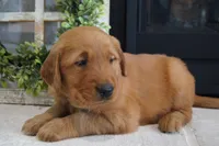 Max, a male Golden Retriever for sale in Apple Creek, OH – 4 of 7