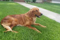 Princess, a female Golden Retriever for sale in Apple Creek, OH – 8 of 8