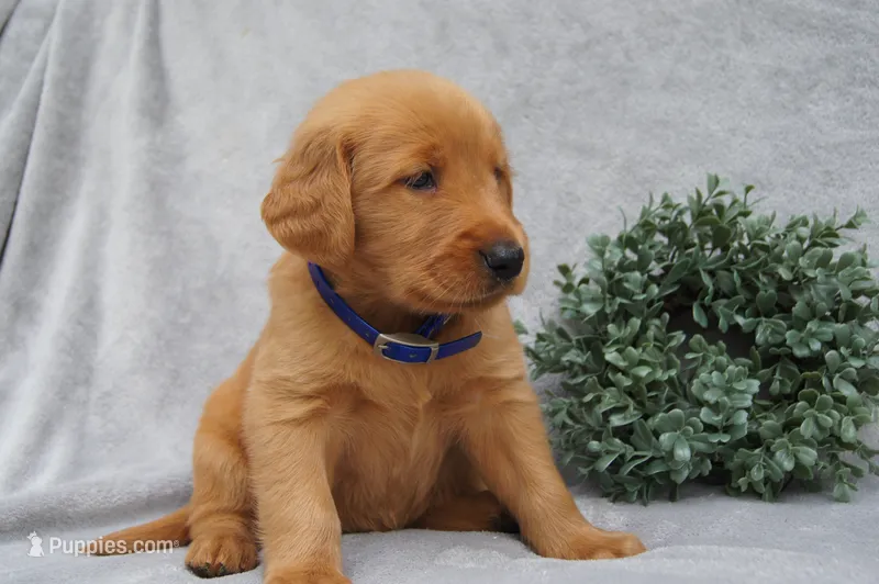 Princess – Golden Retriever puppy for sale in Apple Creek, OH