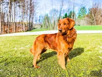 Zoe, a female Golden Retriever for sale in Apple Creek, OH – 6 of 7