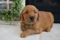 Max, a male Golden Retriever for sale in Apple Creek, OH – 5 of 7