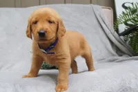 Princess, a female Golden Retriever for sale in Apple Creek, OH – 4 of 8